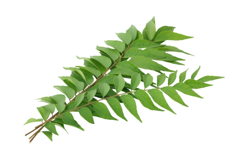 CURRY LEAVES – 1 BUNDLE