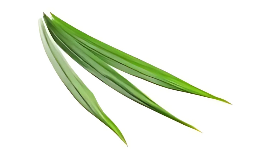 RAMPA LEAF