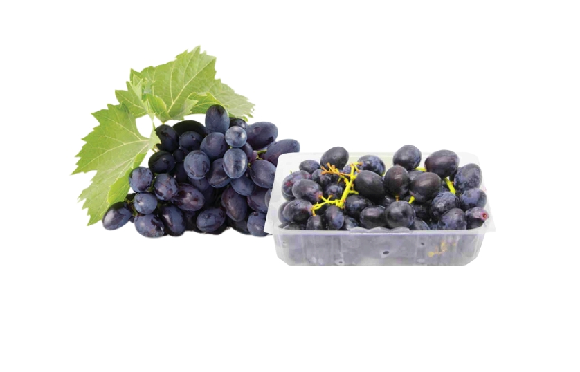  SEEDLESS BLACK GRAPES 